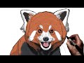 How To Draw A Red Panda | Step By Step