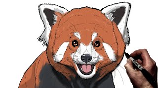 How To Draw A Red Panda | Step By Step