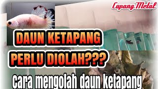 Download lagu Cara Mengolah Daun Ketapang Untuk Ikan Cupang Hias mp3