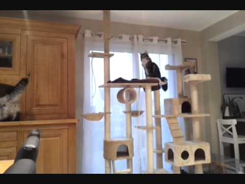 comment construire arbre a chat