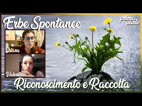 , title : '17) RICONOSCIMENTO e RACCOLTA di ERBE SPONTANEE con Valentina Agostinelli e Chiara Castelli parte 1'