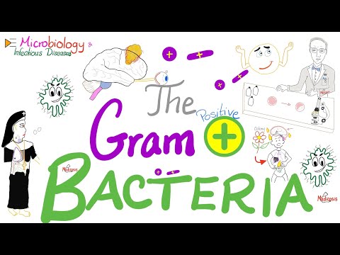 The Gram-Positive Bacteria 🦠 - Microbiology and Infectious Diseases Series 🧫