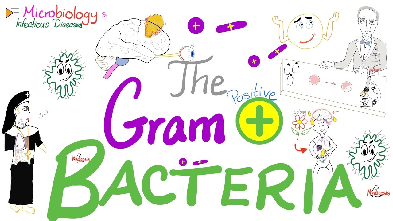 The Gram-Positive Bacteria 🦠 - Microbiology and Infectious Diseases Series 🧫