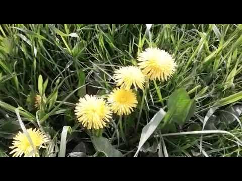 In dem Saft von Prostata Trichomonas Ich kann nicht schwanger werden chronische Prostatitis