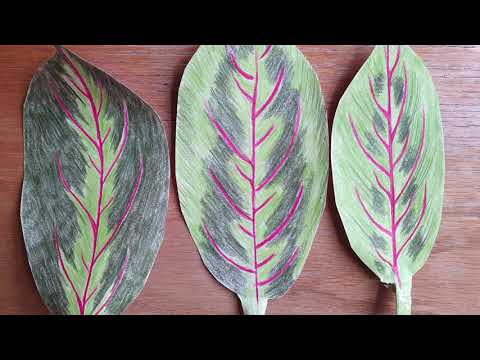 The second in our paper plants series  How to make a paper maranta!