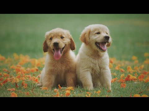 Rottweiler vs Pitbull Terrier Dog Rahim or Khan