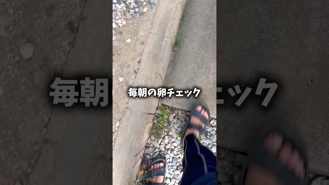 僕はメダカ飼育が趣味のただの40代のおじさん