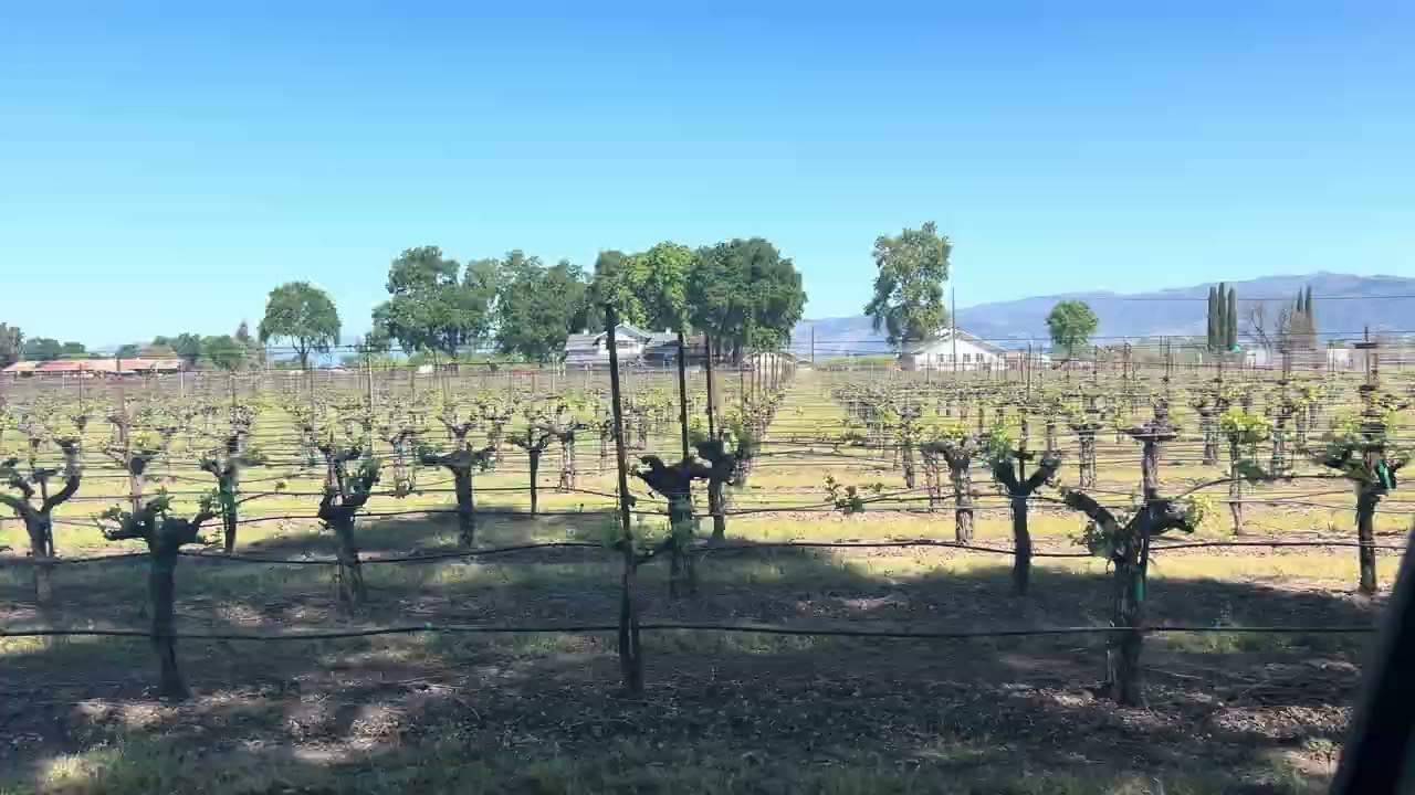 The Scale of the Property — Quercus Ranch Sauvignon Blanc vineyard video tour, Big Valley Basin AVA, Lake County, California