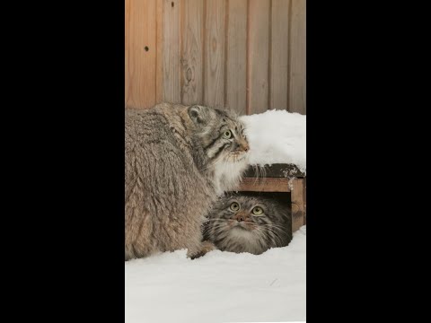 Pallas's cats are flirting during breeding season