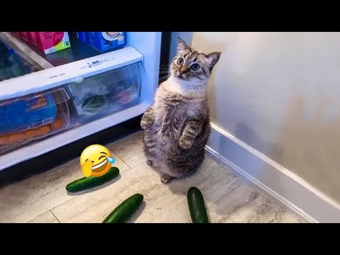 ❤️🐱 Funny Dog And Cat Videos ❤️❤️ Best Funniest Animals Video 2024 # 19