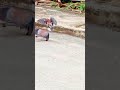 Animal Sex Intercourse Comedy Latestmovie Wedding Animal Wideanimal Birds Bluefilm