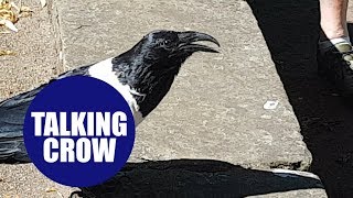 Crow which bizarrely asks bypassers 'You alright love?' - in Yorkshire accent