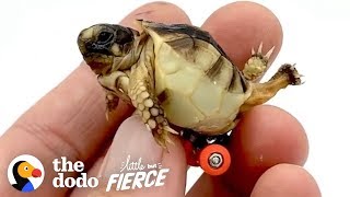 Guy Gets His Tiny, Deformed Tortoise Wheels To Help Him Walk | The Dodo Little But Fierce