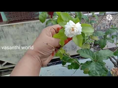 #shorts |Beautiful Flowers In My Terrace Garden | Rainy Season Flowers Harvesting  | Vasanthi World