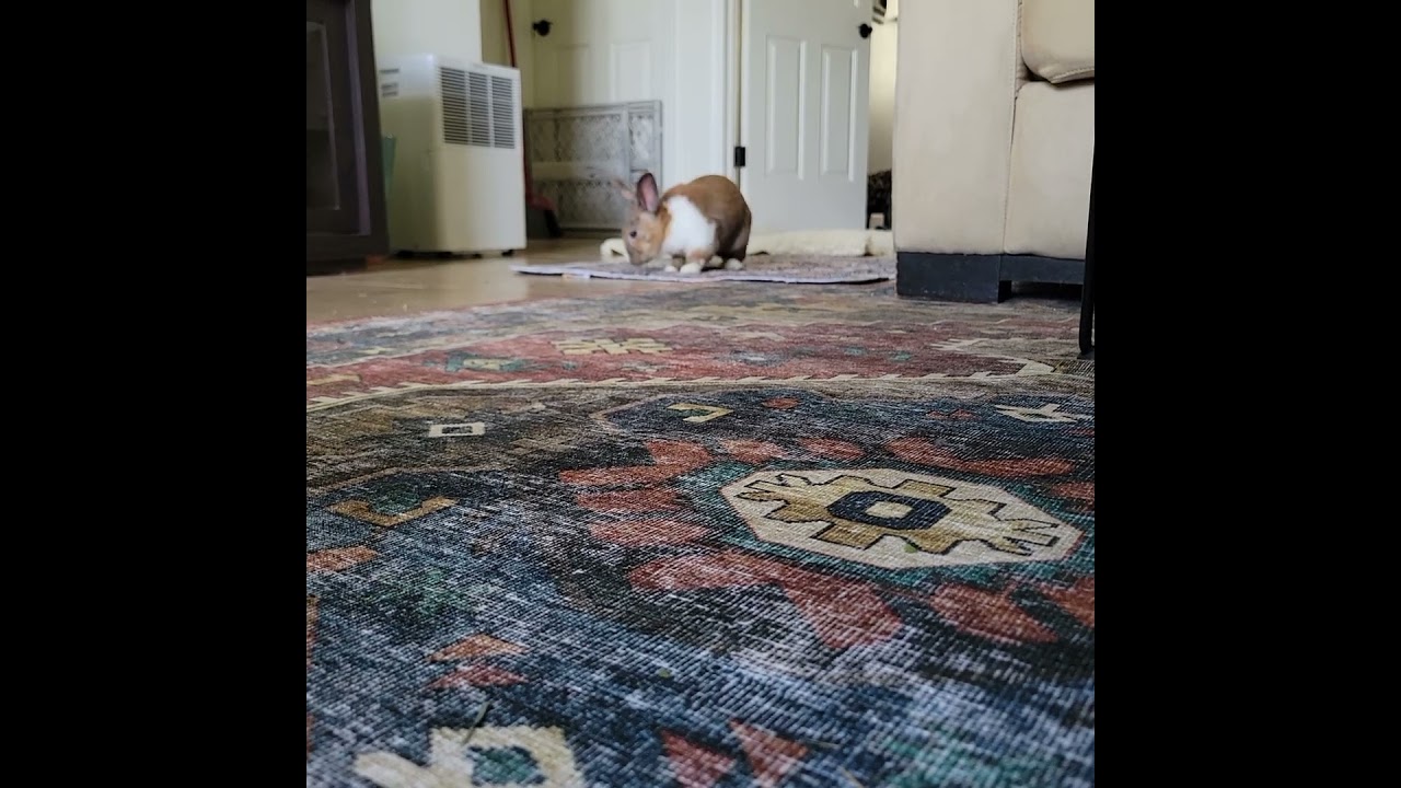 Enlarge Neo, a Adoptable Dutch in Naples, FL video 4/4