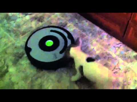 Neyla de Daviscan_VS_Roomba