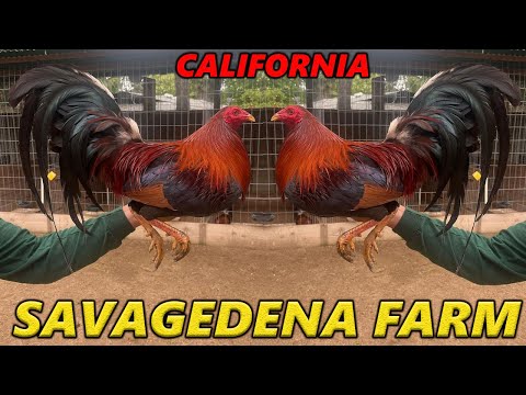 Big Farm California - Savagedena Farm Beautiful Birds