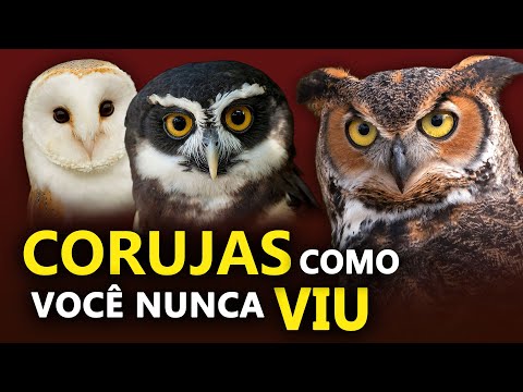 CORUJAS como VOCÊ NUNCA VIU | Os segredos das corujas do BRASIL
