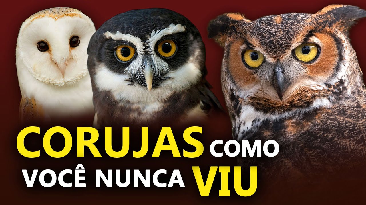CORUJAS como VOCÊ NUNCA VIU | Os segredos das corujas do BRASIL