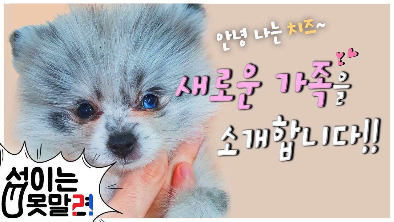 새로운 가족이 생겼습니다. [섭이는 못말려]