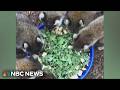 Mississippi wildlife rescue saves baby raccoons and teaches them to survive in the wild