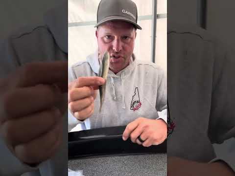 Beast Coast Fishing Seduce Minnows!