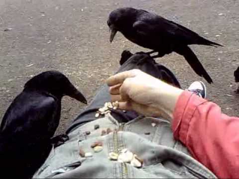 download lagu mp3 mp4 Das Lied Der Krhen 2 Deutsch, download mp3 Das Lied Der Krhen 2 Deutsch free download mp3, download mp3 Das Lied Der Krhen 2 Deutsch