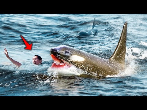 The Gruesome Story of an Orca That Ravaged Daniel Dukes