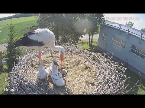 The stork throws the youngest stork out of the nest | Zambrów | live