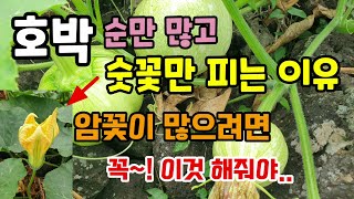 호박 순만 많고 숫꽃만 피는 이유 호박암꽃이 많으려면 기상조건이 중요하고 꼭 이것 해줘야 호박 많이 수확합니…