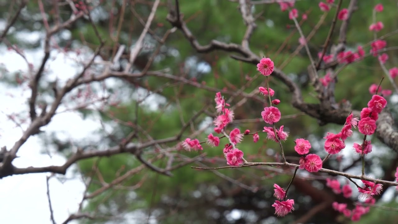 梅の花／Plum blossom／f0122
