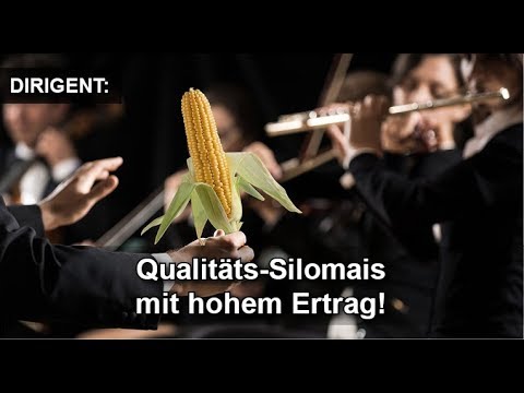 Qualitäts-Silomais für Milchviehbetriebe in Deutschland und Milchviehbetriebe in den Niederlanden