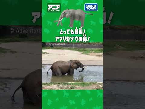 【アニア研究所】　とっても器用！アフリカゾウの鼻！ #アニア #タカラトミー #shorts #アドベンチャーワールド
