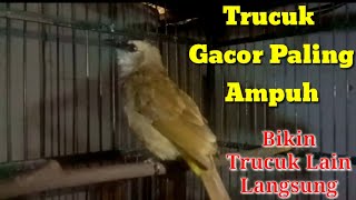 Download lagu Pancingan Trucuk Paling Ampuh Bikin Trucuk Macet Dan Stress Langsung Terpancing Nyaut mp3