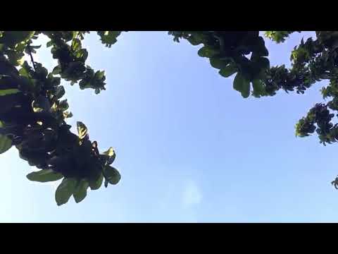 Cyphercliq ft Kofi Mole' _TurnUp Official Dance video.