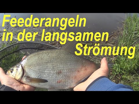 Feederangeln in langsamer Strömung | Feedern im kleinen Fluss | Guiding Leitfaden zur Montage