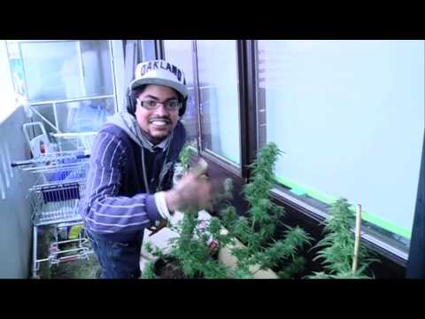 Taart voor Sidney, één miljoen views op YouTube!