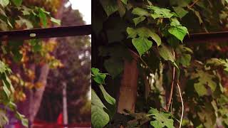 Tera Cheta (Nature Video) Shelly Bawa
