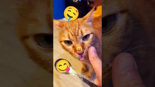 2026/9/2_186  貪心吃SV #橘ひなの #橘貓 #橘猫 #貓咪日常 #cat #cute  #可愛い猫