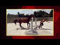 AFV Honorable Mentions Season 33 Episode 11