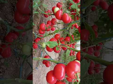 Тошкент вилояти, Чиноз тумани, Олмазор ҚФЙда етиштирилган CANOVA F1 натижалари. Сана: 3 июль, 2023