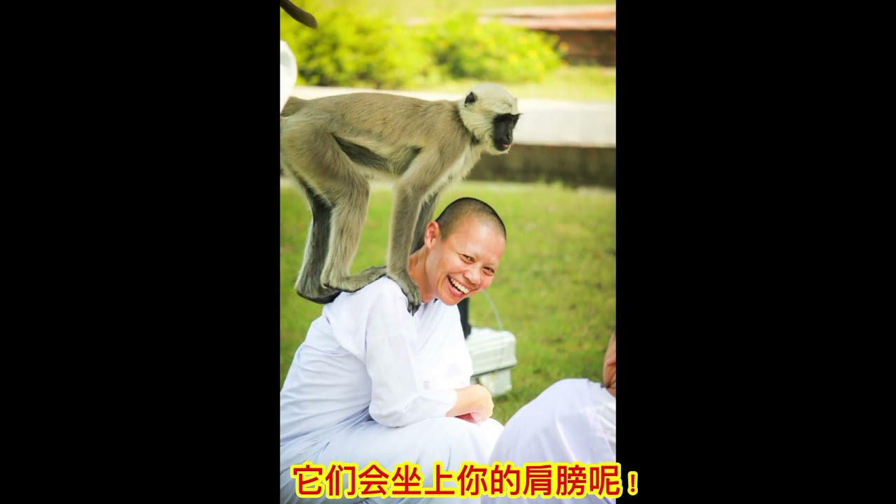 瓜拉雪兰莪一日游｜老街 · 皇家山 · 红树林 · 河边海鲜