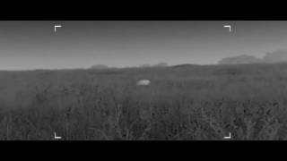 SWR Radius : Texas Hog Hunt + Thermal Vision