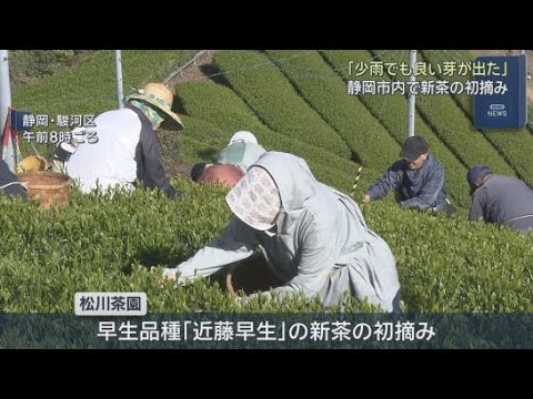 YouTube Video 静岡市で新茶の初摘みが始まる　近藤早生と呼ばれる生育が早い貴重な品種