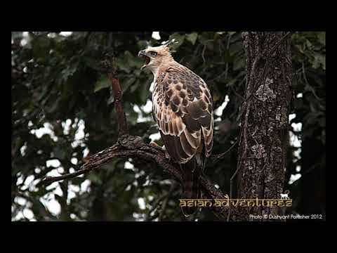 Birding and Wildlife - Agra and Bandhavgarh