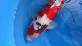 video van Meerstaps Sanke SA-V24-10270