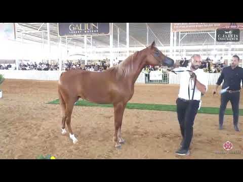N.262 JOHARA AL FARID - Israel Breeders' Show 2023 - Fillys 2 Years Old Class A (Class 25)