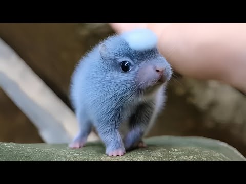 Exploring the Adorable World of Cute Baby Animals 😍 Cutest Animal Videos Ever