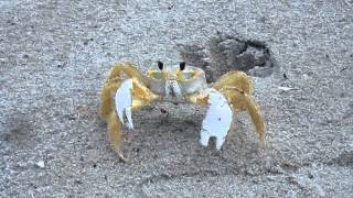 preview picture of video 'Ghost Crab at Cocoa Beach'