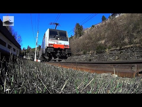 Ein Zebra-Doppel in Gries